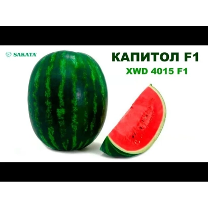 Семена арбуза Капитол F1 на белом фоне - Капа F1