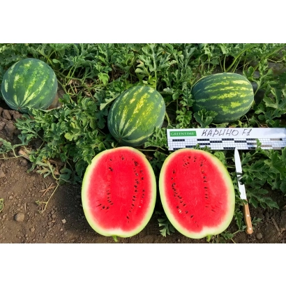 Два разрезанных арбуза сорта Карина на фоне целых плодов в поле - КАРИНО