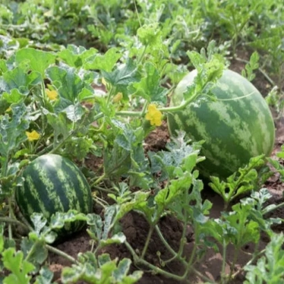 Арбузы Княжич растут в поле