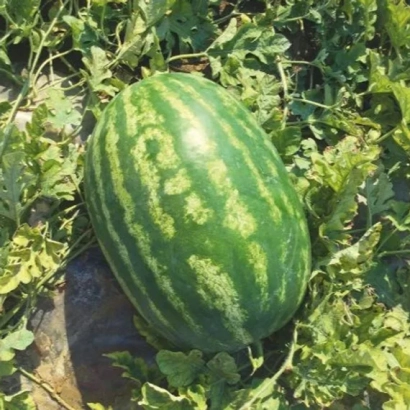 Арбуз Кольт | Kolt на гряде