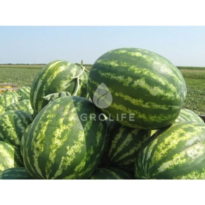Куча арбузов на поле с логотипом GRO LIFE - КОЛОССЕО