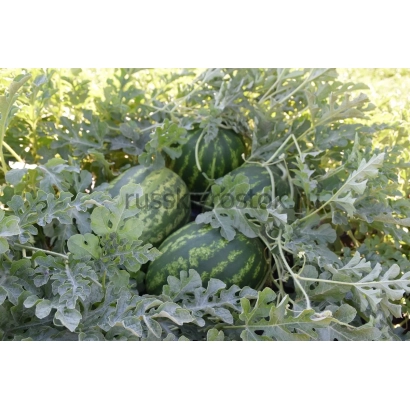 Арбузы на грядке - КОМИССАР