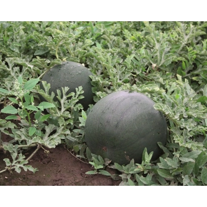 Два арбуза растут на грядке среди зелёной листвы. - Коралл