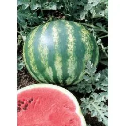 Арбуз Crimson Glory F1 на грядке с разрезанным плодом - Кримсон Глори F1