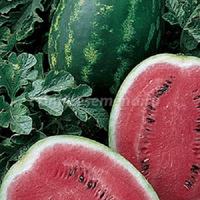 Арбуз Crimson Premium на фоне листьев - КРИМСОН ПРЕМИУМ