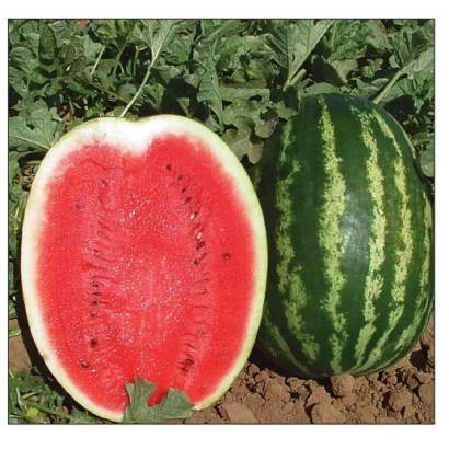 Срезанный арбуз Crimson Record и целый арбуз на земле - КРИМСОН РЕКОРД