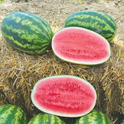 Арбузы на сене, один разрезан, красный мякоть - Леди F1