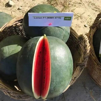 Watermelon Lorian F1 in basket with slice