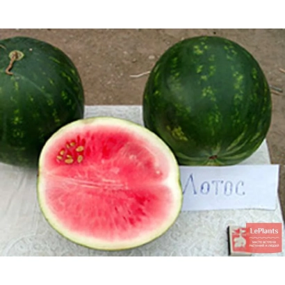 Два цілих та один розрізаний арбуз сорту Лотос на білій поверхні.