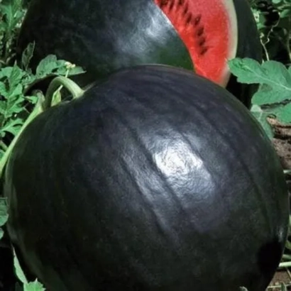 Watermelon Lucia in a field with green leaves