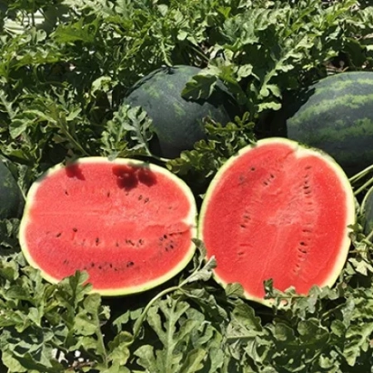 Два нарезанных арбуза на фоне грядки с растущими арбузами - Лузитана