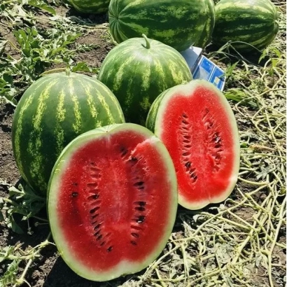 Арбуз МАЧО | Macho на земле с разрезанным плодом