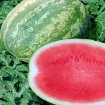 Арбуз Маджестик F1: целый плод и разрезанный с ярко-красной мякотью на фоне листьев