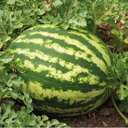 Арбуз Максимус растёт на гряде среди зелёных листьев.