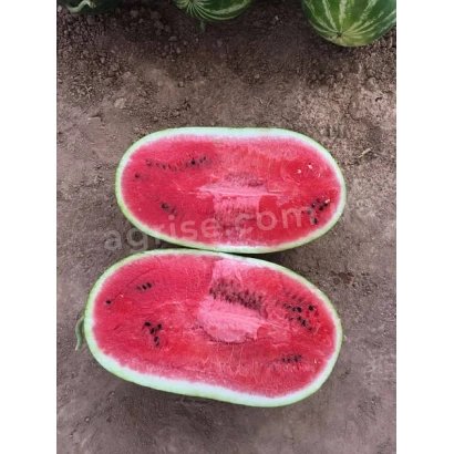 Два нарезанных арбуза сорта Мандривник F1 на земле