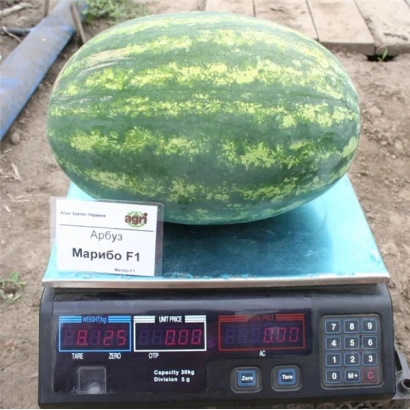 Watermelon Maribo F1 on scale with label