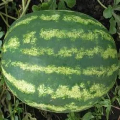 Арбуз на грядке - Мэдисон F1