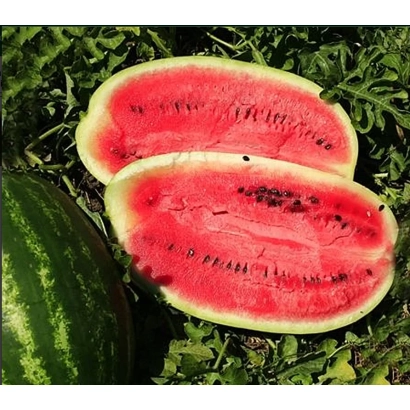 Срезанный арбуз сорта Мелания F1 на фоне листьев