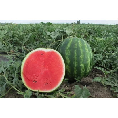 Арбуз Мелитопольский 60 на поле с разрезанным плодом