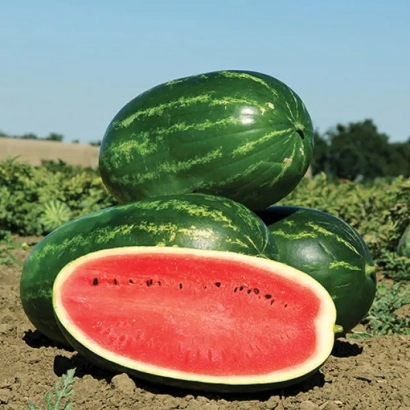 Melina watermelon in field, sliced fruit with red flesh and green leaves in background