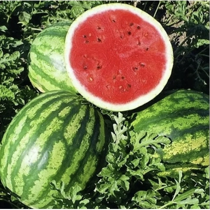 Арбуз розрізаний навпіл та цілі арбузи на тлі листя - МЕРИСИН