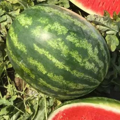 Арбуз Минерва на гряде с листьями