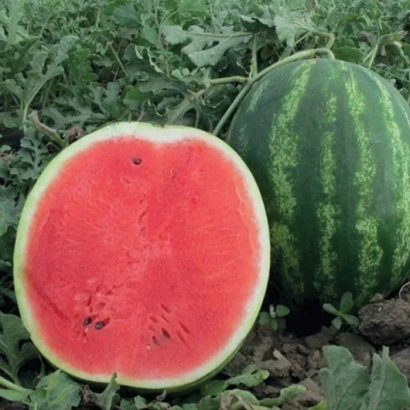 Срезанный арбуз и целый арбуз на грядке - Миракл