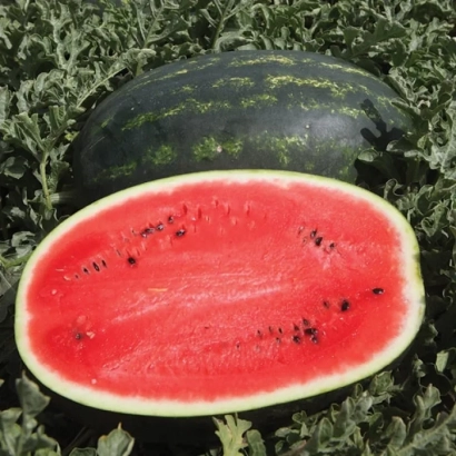 Срезанный арбуз с зелёной кожурой на фоне листьев - МИРСИНИ