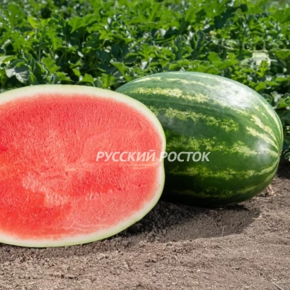 Срезанный арбуз и целый арбуз на земле с надписью РУССКИЙ РОСТОК - Моника