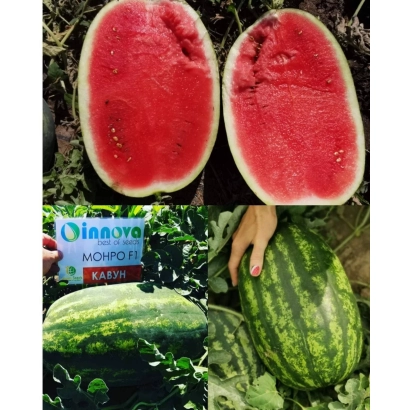 Разрезанный арбуз Монро на земле