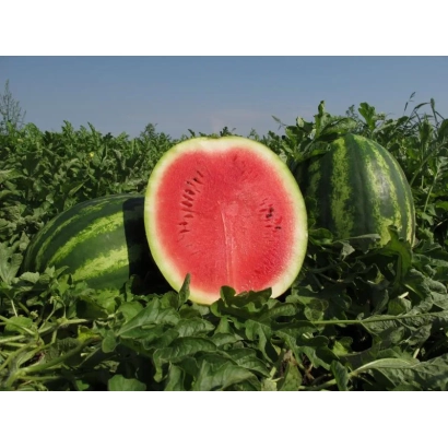 Срезанный арбуз на фоне грядки с растущими арбузами - Монтана F1