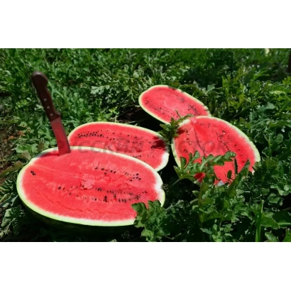 Срезы арбуза на зелёном фоне - НЕКСУС