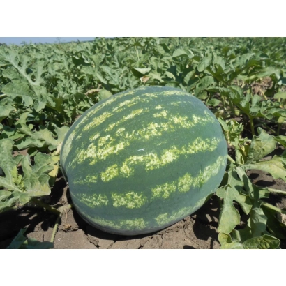 Watermelon on a vine among leaves - NITSA