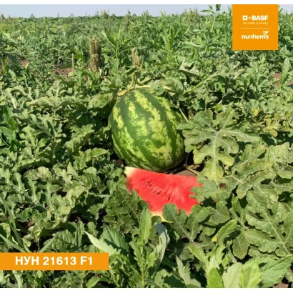 Арбуз HYH 21613 F1 на поле с разрезанным плодом - НУН 21613