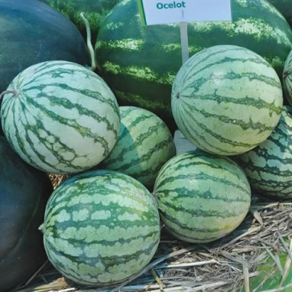 Арбуз Оцелот на соломе