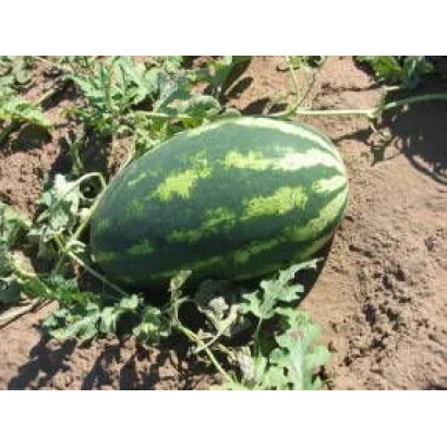 Арбуз на земле - ОЦЕОЛА