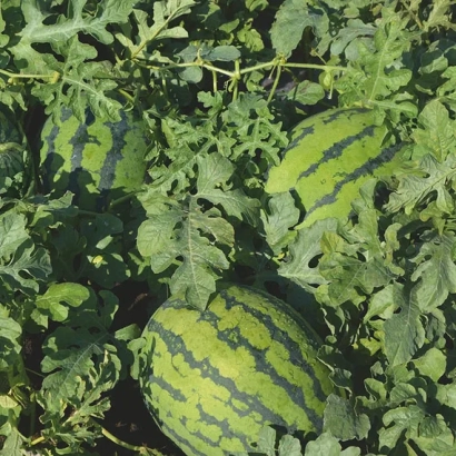 Арбуз растёт на гряде среди зелёных листьев - ОДИН