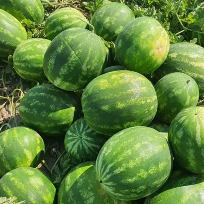 Куча арбузов на земле - Олимпия F1