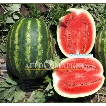 Арбуз на фоне зелени с надписью AFFOO MARKET - ОСМАН