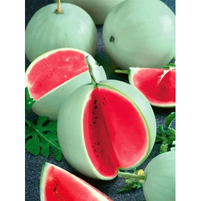 Watermelon with white rind and red flesh, sliced into wedges, with leaves on a dark background. - PAMIAT KHOLODOVA MELON