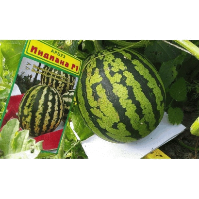 Семена арбуза Ранок F1 на фоне плодов