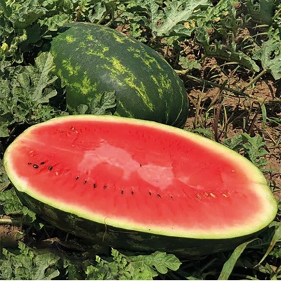 Halved watermelon with seeds on a garden bed - Rapid