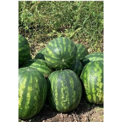 Арбузы на земле - РЕД ХЭВЕН