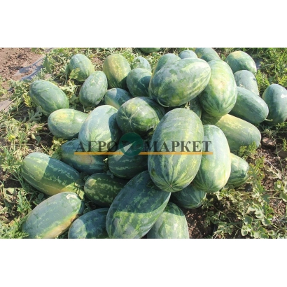 Арбузи на полі - РІВЕР САЙД