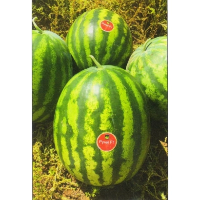 Арбуз РУНИ на земле с красными этикетками