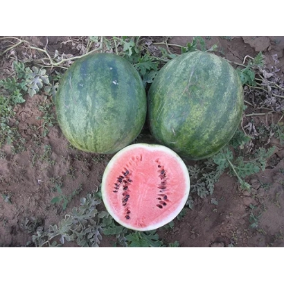 Два целых арбуза и один разрезанный арбуз на земле - Русич