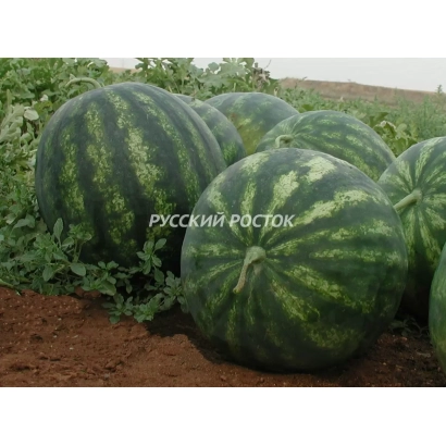 Водохранилище с арбузами сорта Русский Росток - САФРАНЕ
