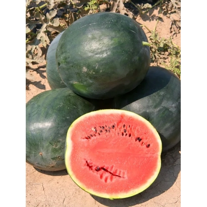 Watermelon 'SIBIRIAN FIRES' — whole and sliced fruit on ground