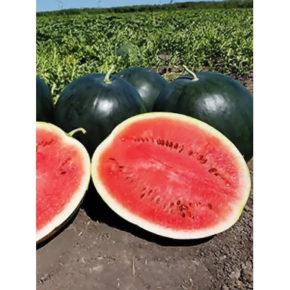 Арбузы на земле, один разрезан пополам, видна красная мякоть и семена. - Симпатяга