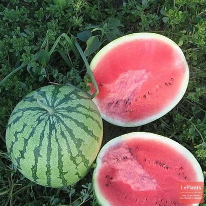 Арбуз Синчевский на зелёной траве, один целый и два разрезанных